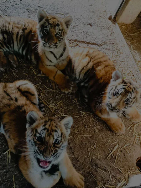 Tigri del parco safari di Murazzano